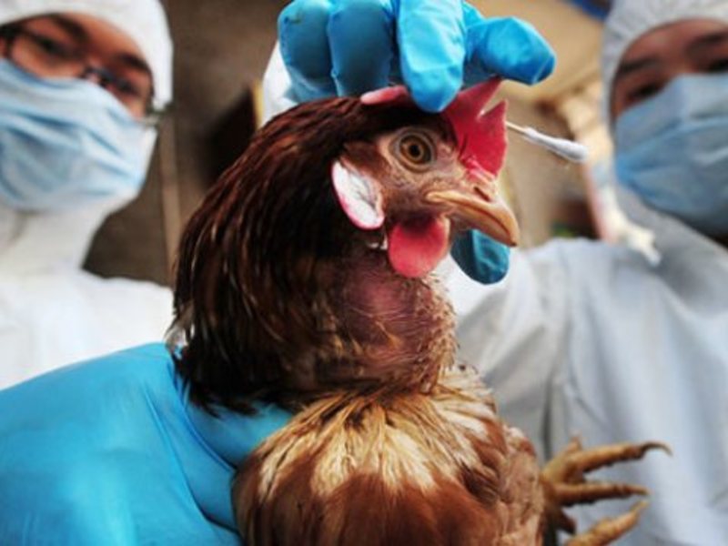 Masked workers hold chicken with bird flu %c2%a9rex shutterstock 615x346