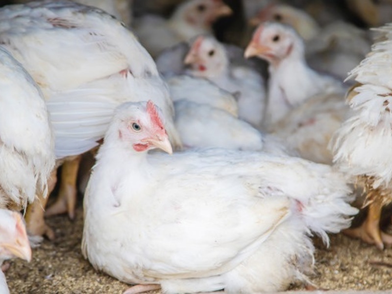 Bio chickens home farm 73944 7850